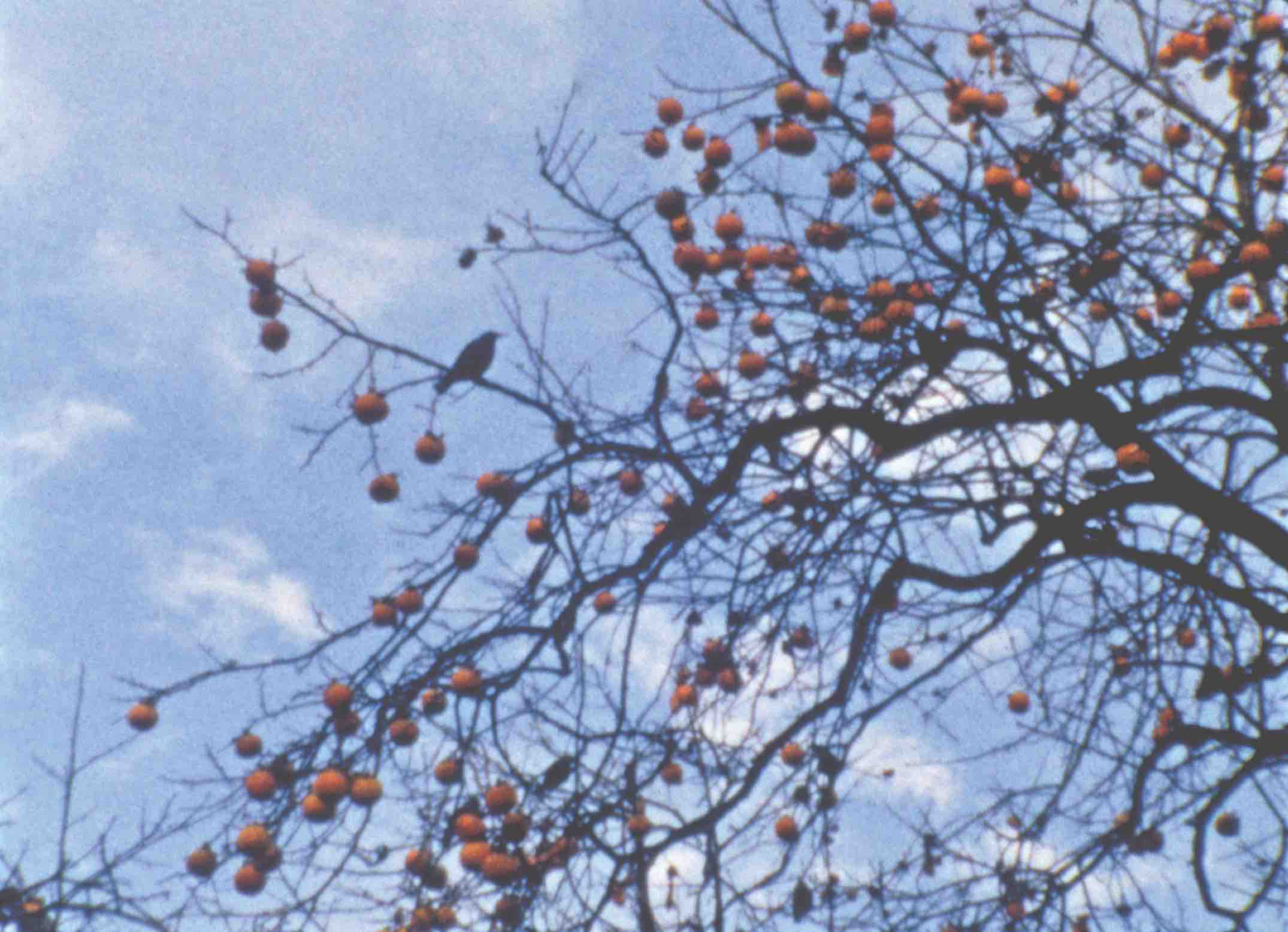 Kakibaum © Helga Fanderl