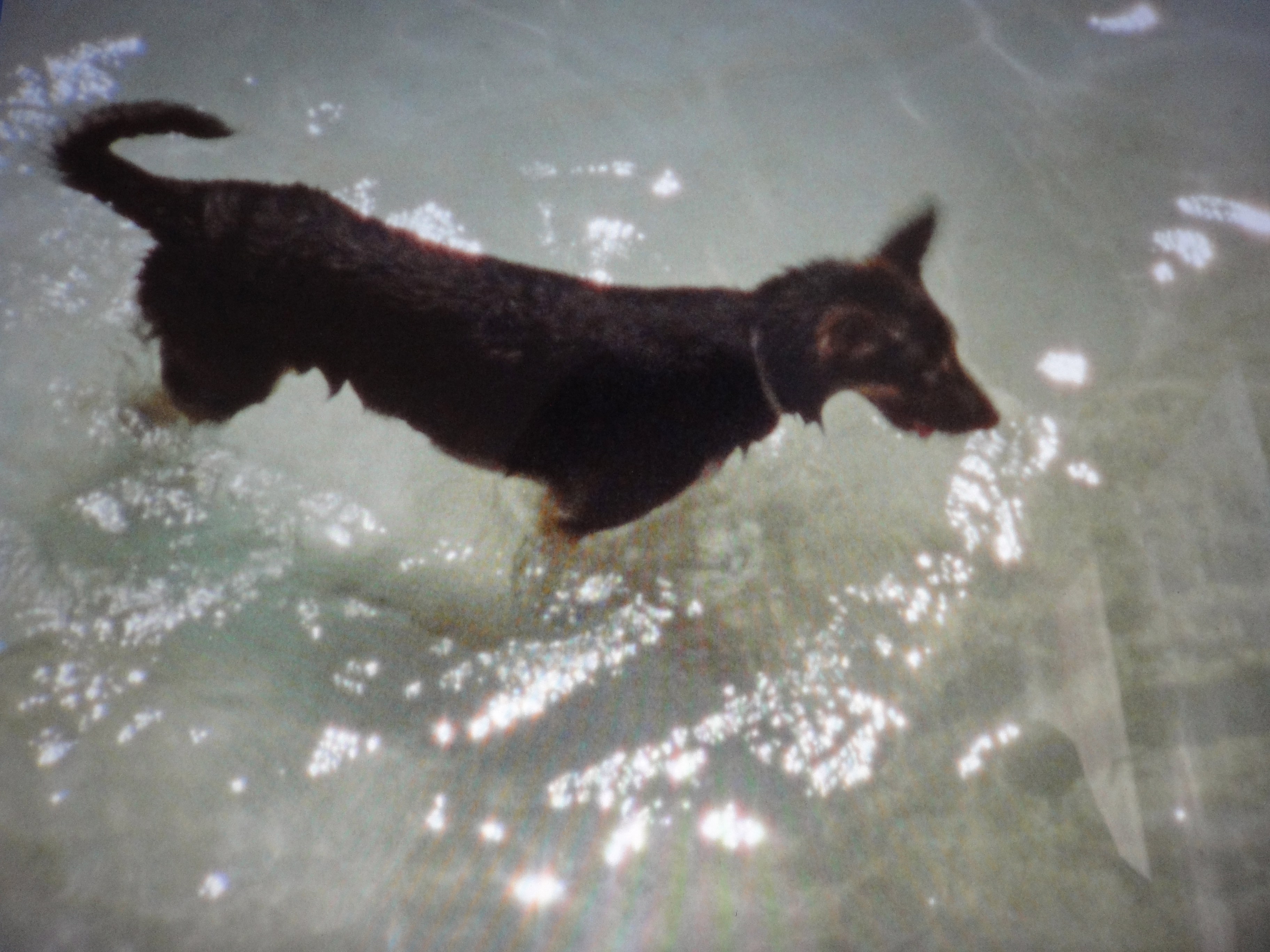 Spielende Hunde © Helga Fanderl 2
