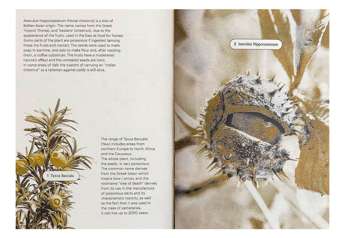 MallowRoots_Maharajah-MdV-bookPages-06cutcut